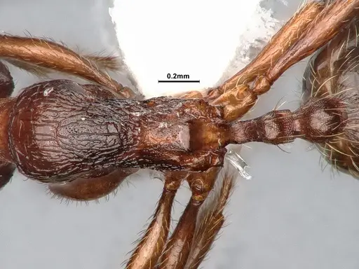 Stenamma smithi specimen CASENT0882529 image casent0882529_2