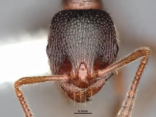 Stenamma smithi specimen CASENT0882529 image casent0882529_3