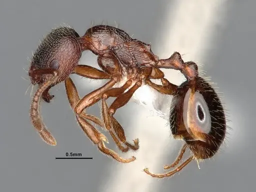 Stenamma smithi specimen CASENT0882529 image casent0882529_4