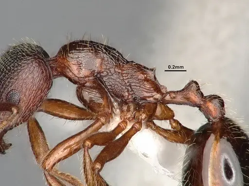 Stenamma smithi specimen CASENT0882529 image casent0882529_5