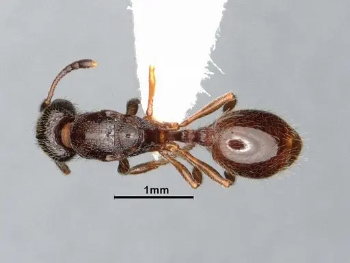 Stenamma smithi specimen CASENT0885522 image casent0885522_1