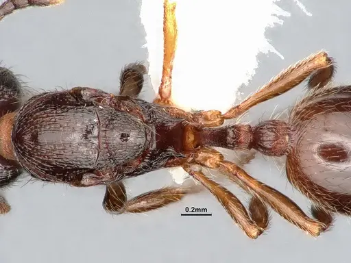 Stenamma smithi specimen CASENT0885522 image casent0885522_2