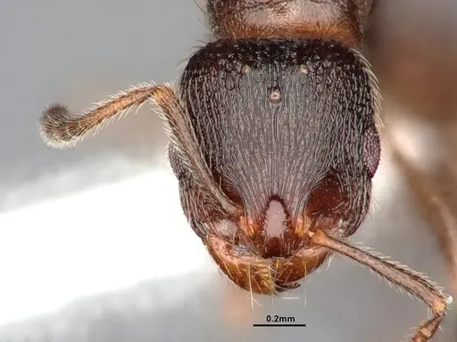 Stenamma smithi specimen CASENT0885522 image casent0885522_3