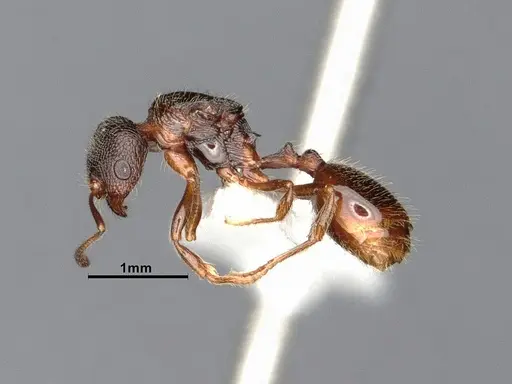 Stenamma smithi specimen CASENT0885522 image casent0885522_4