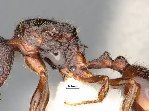 Stenamma smithi specimen CASENT0885522 image casent0885522_5