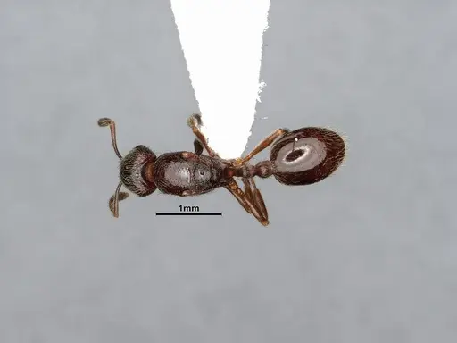 Stenamma smithi specimen CASENT4031276 image casent4031276_1