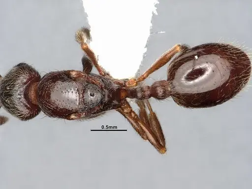 Stenamma smithi specimen CASENT4031276 image casent4031276_2