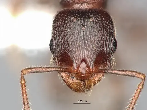 Stenamma smithi specimen CASENT4031276 image casent4031276_3