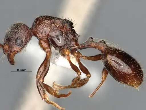 Stenamma smithi specimen CASENT4031276 image casent4031276_4