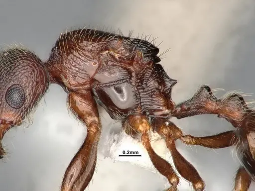 Stenamma smithi specimen CASENT4031276 image casent4031276_5