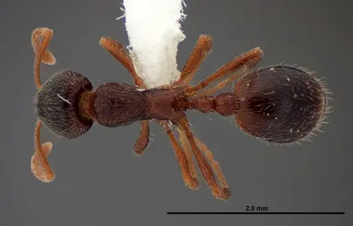Stenamma smithi specimen FMNHINS0000062667 image fmnhins0000062667_1