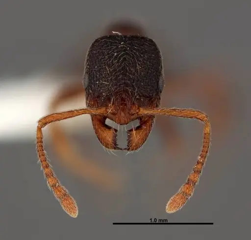 Stenamma smithi specimen FMNHINS0000062667 image fmnhins0000062667_2