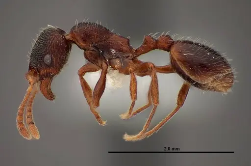 Stenamma smithi specimen FMNHINS0000062667 image fmnhins0000062667_3