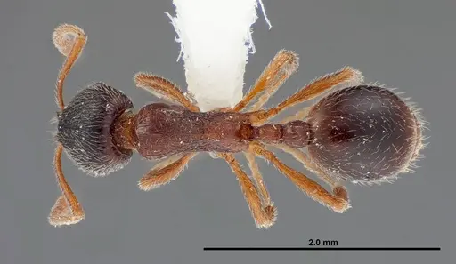 Stenamma smithi specimen FMNHINS0000062668 image fmnhins0000062668_1