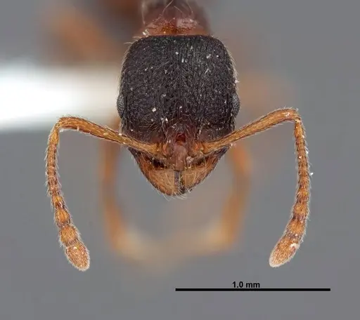 Stenamma smithi specimen FMNHINS0000062668 image fmnhins0000062668_2