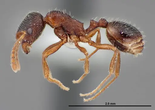 Stenamma smithi specimen FMNHINS0000062668 image fmnhins0000062668_3
