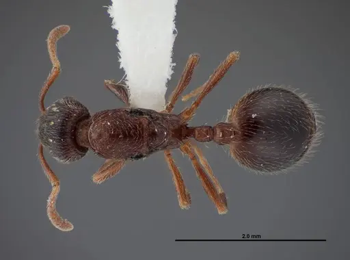 Stenamma smithi specimen FMNHINS0000083107 image fmnhins0000083107_1