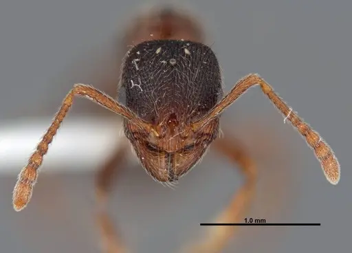 Stenamma smithi specimen FMNHINS0000083107 image fmnhins0000083107_2
