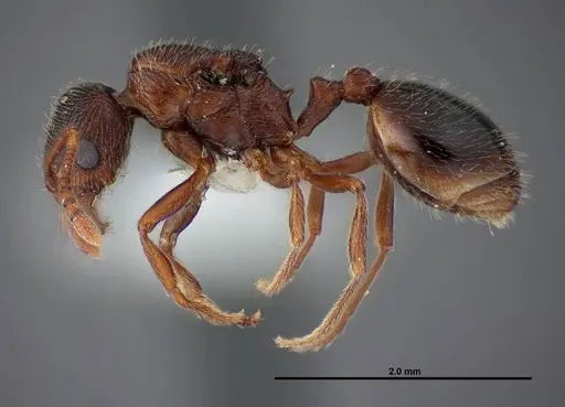 Stenamma smithi specimen FMNHINS0000083107 image fmnhins0000083107_3