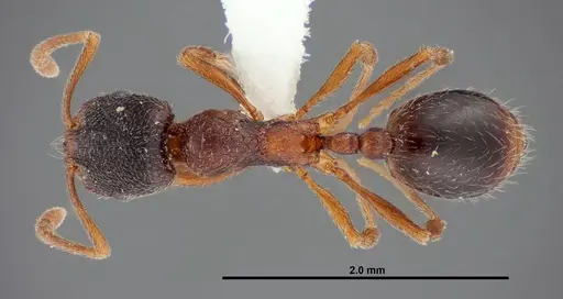 Stenamma smithi specimen FMNHINS0000083110 image fmnhins0000083110_1