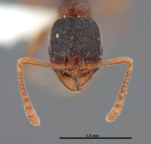 Stenamma smithi specimen FMNHINS0000083110 image fmnhins0000083110_2