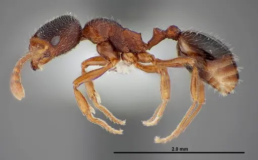 Stenamma smithi specimen FMNHINS0000083110 image fmnhins0000083110_3