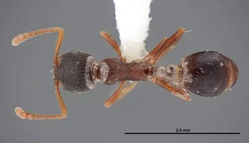 Stenamma smithi specimen FMNHINS0000083114 image fmnhins0000083114_1