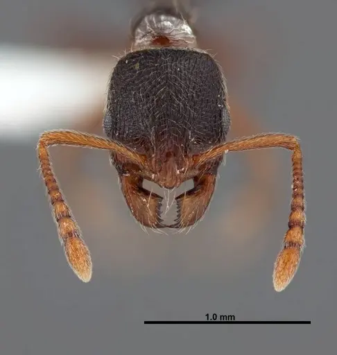 Stenamma smithi specimen FMNHINS0000083114 image fmnhins0000083114_2