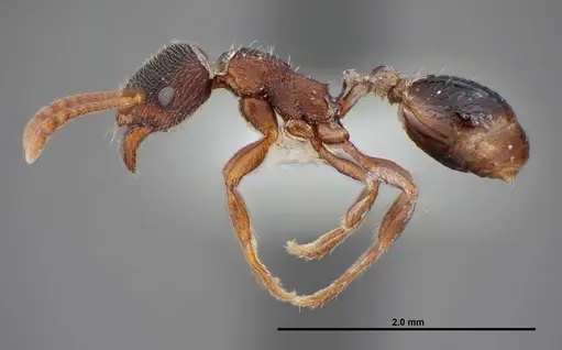 Stenamma smithi specimen FMNHINS0000083114 image fmnhins0000083114_3