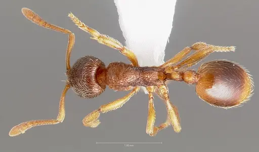 Stenamma snellingi specimen CASENT0005823 image casent0005823_1