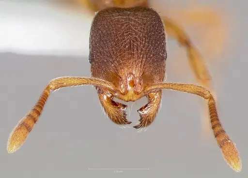 Stenamma snellingi specimen CASENT0005823 image casent0005823_2