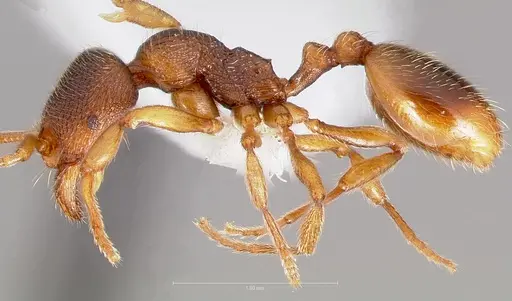 Stenamma snellingi specimen CASENT0005823 image casent0005823_3
