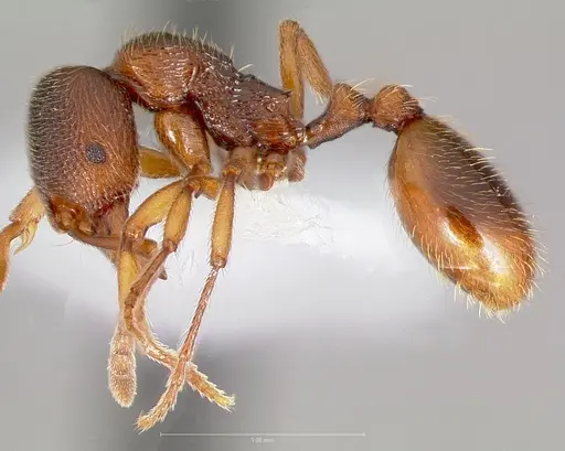 Stenamma snellingi specimen CASENT0005824 image casent0005824_3