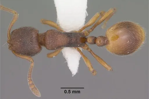 Stenamma snellingi specimen CASENT0102902 image casent0102902_1