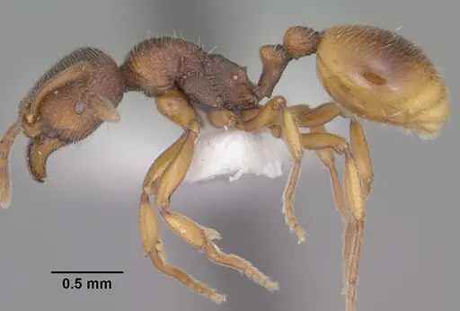 Stenamma snellingi specimen CASENT0102902 image casent0102902_3