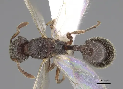 Stenamma snellingi specimen CASENT0761006 image casent0761006_1