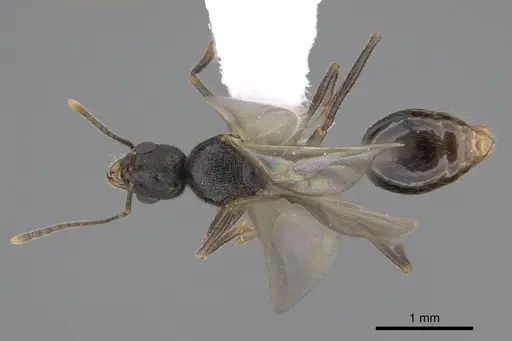 Stenamma snellingi specimen CASENT0761007 image casent0761007_1