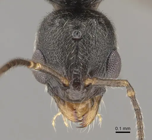 Stenamma snellingi specimen CASENT0761007 image casent0761007_3