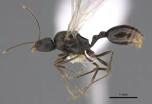 Stenamma snellingi specimen CASENT0761007 image casent0761007_4