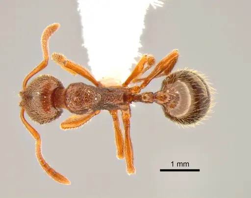Stenamma snellingi specimen CASENT0882255 image casent0882255_1