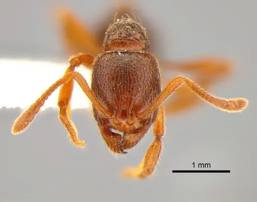 Stenamma snellingi specimen CASENT0882255 image casent0882255_2