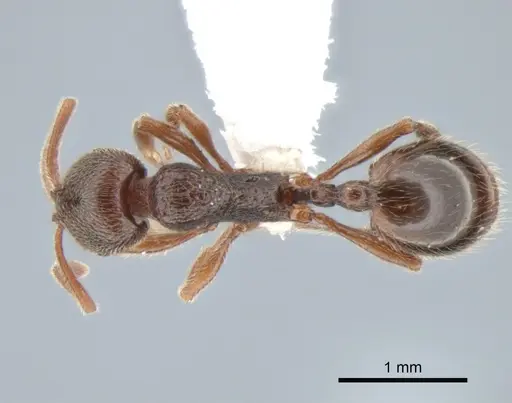 Stenamma snellingi specimen CASENT0882256 image casent0882256_1