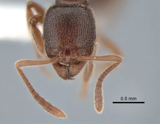Stenamma snellingi specimen CASENT0882256 image casent0882256_2