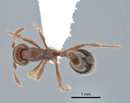 Stenamma snellingi specimen CASENT0882257 image casent0882257_1