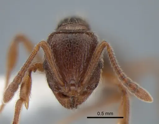 Stenamma snellingi specimen CASENT0882257 image casent0882257_2
