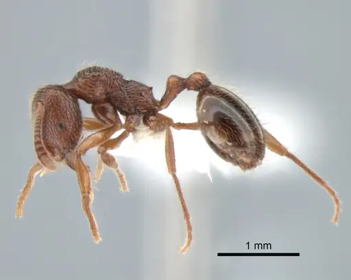 Stenamma snellingi specimen CASENT0882257 image casent0882257_3