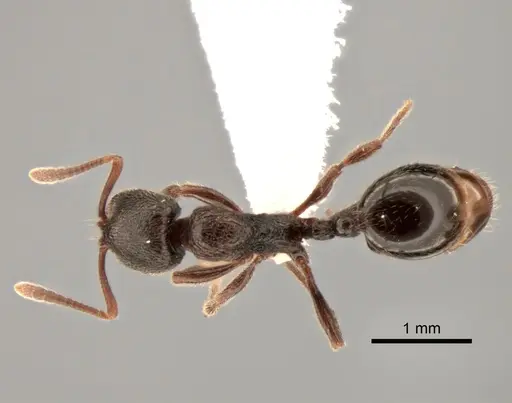 Stenamma snellingi specimen CASENT0882261 image casent0882261_1