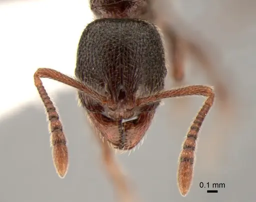 Stenamma snellingi specimen CASENT0882261 image casent0882261_2
