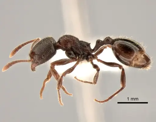 Stenamma snellingi specimen CASENT0882261 image casent0882261_3
