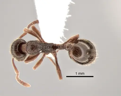 Stenamma snellingi specimen CASENT0882262 image casent0882262_1